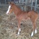 PROSPECTORSBRIDE1